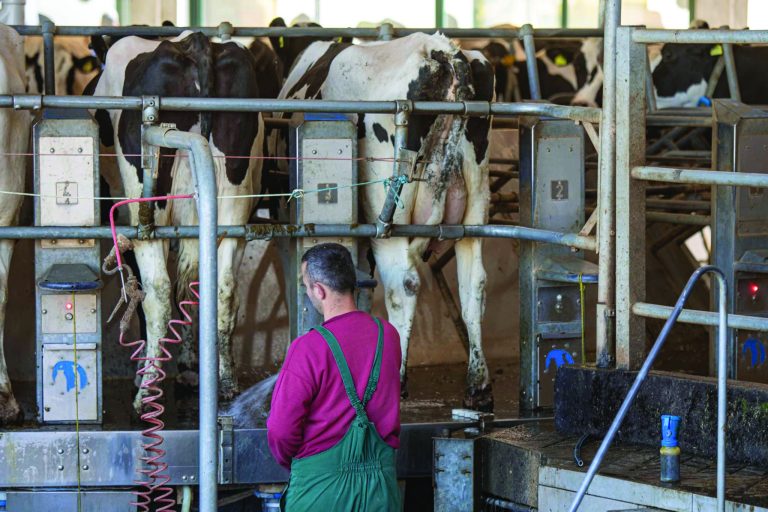 Rritja e qumështit të grumbulluar në 2025, industria: Më shumë formalizim sesa rritje e prodhimit
