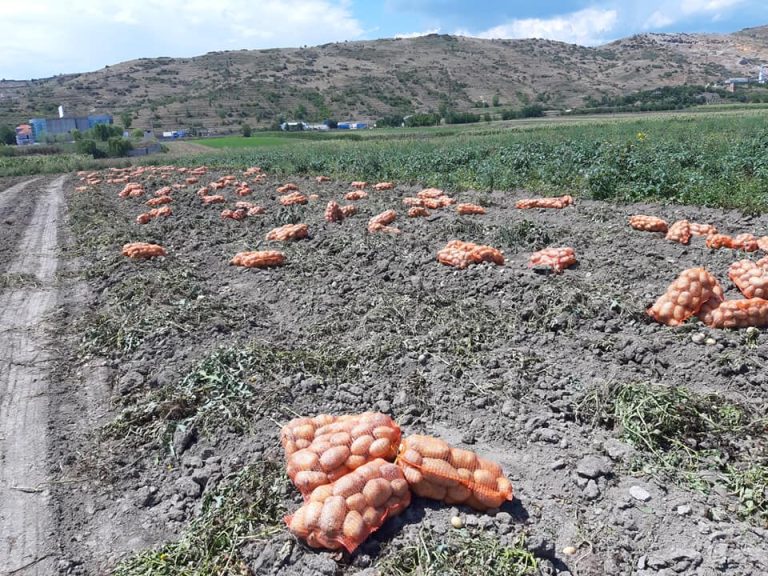 Tregu i patates, fermerët në vështirësi, përgjysmohet çmimi