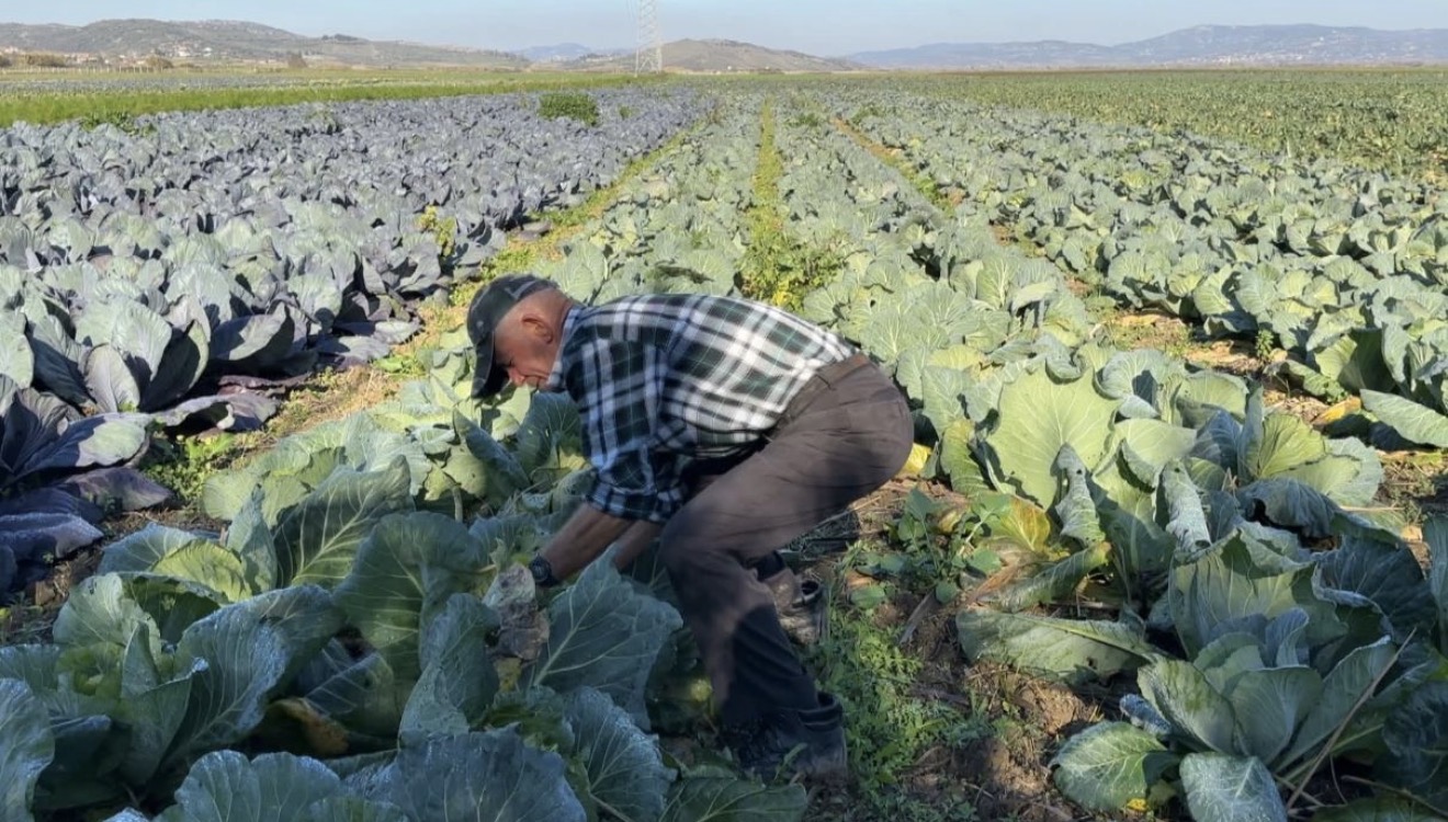 Pensionistët në punë  mbi 130 mijë të moshuar mbi 65 vjeç ishin të punësuar në 2025
